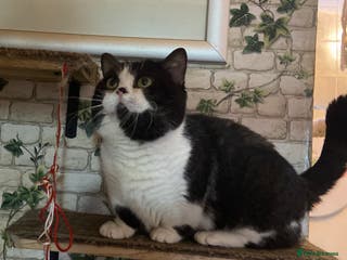 Munchkin cats Call center cat, TICA active registered munchkin - Advert 3