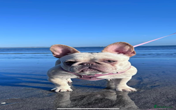 French Bulldog dogs for sale: French bulldog - Image 19
