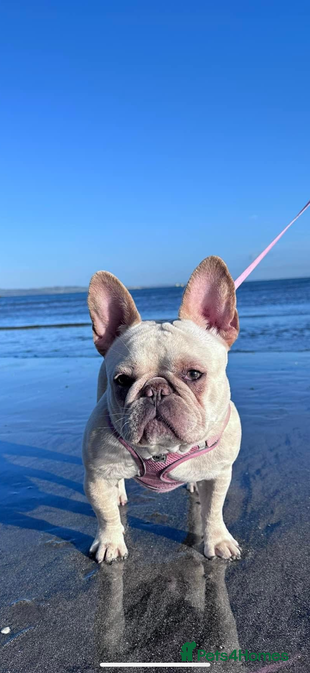 French Bulldog dogs for sale: French bulldog - Image 19