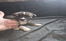 Mixed Breed dogs for sale: mixed breed puppies - Image 9