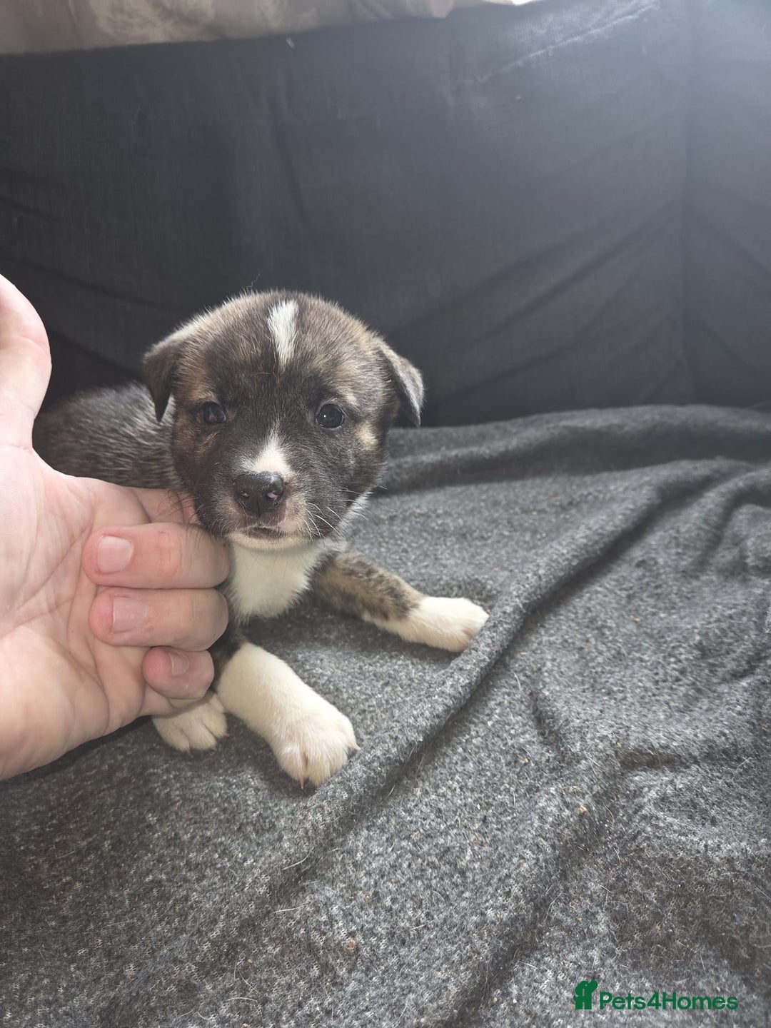 Mixed Breed dogs for sale: mixed breed puppies - Image 9