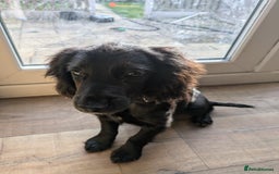 Cocker Spaniel dogs for sale: Cocker spaniel  puppy  - Image 3