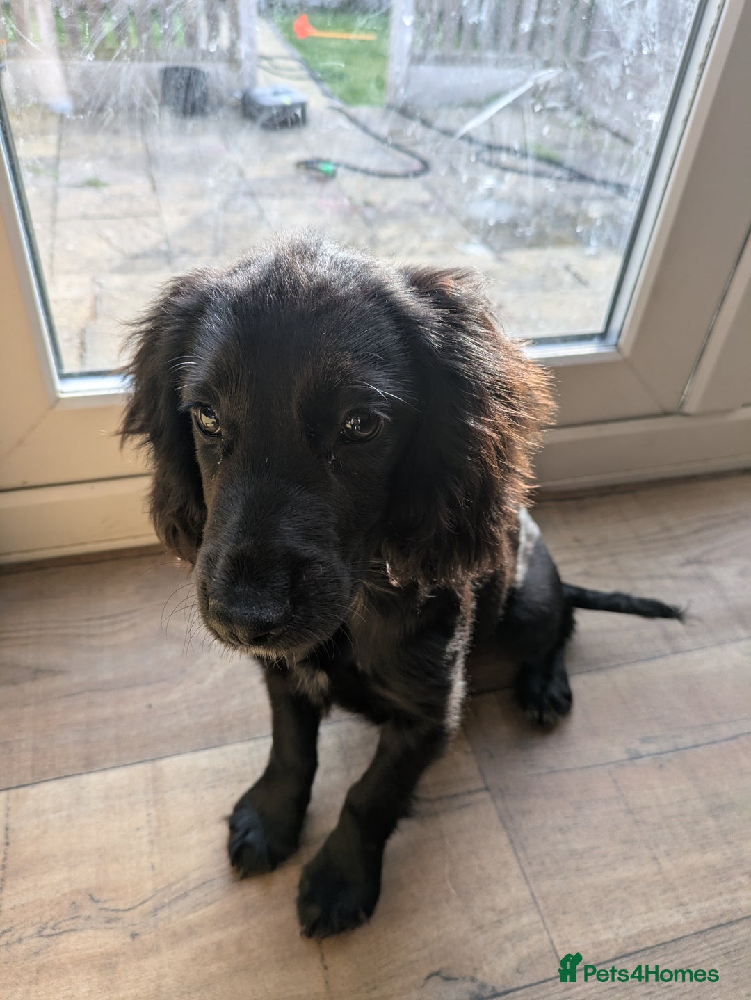 Cocker Spaniel dogs for sale: Cocker spaniel  puppy  - Image 3