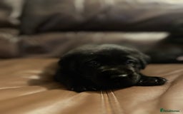 Labrador Retriever dogs for sale: Labrador puppies (ONLY now 2 left) - Image 7