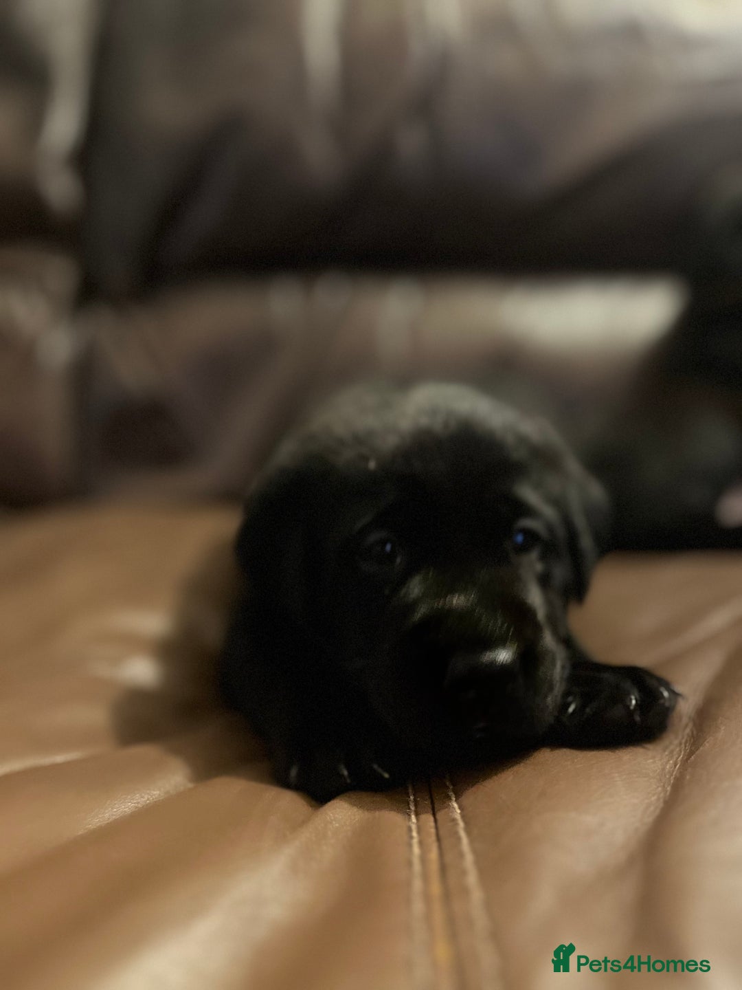 Labrador Retriever dogs for sale: Labrador puppies (ONLY now 2 left) - Image 7