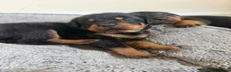 Rottweiler dogs for sale: Rottweiler pups  - Advert 12
