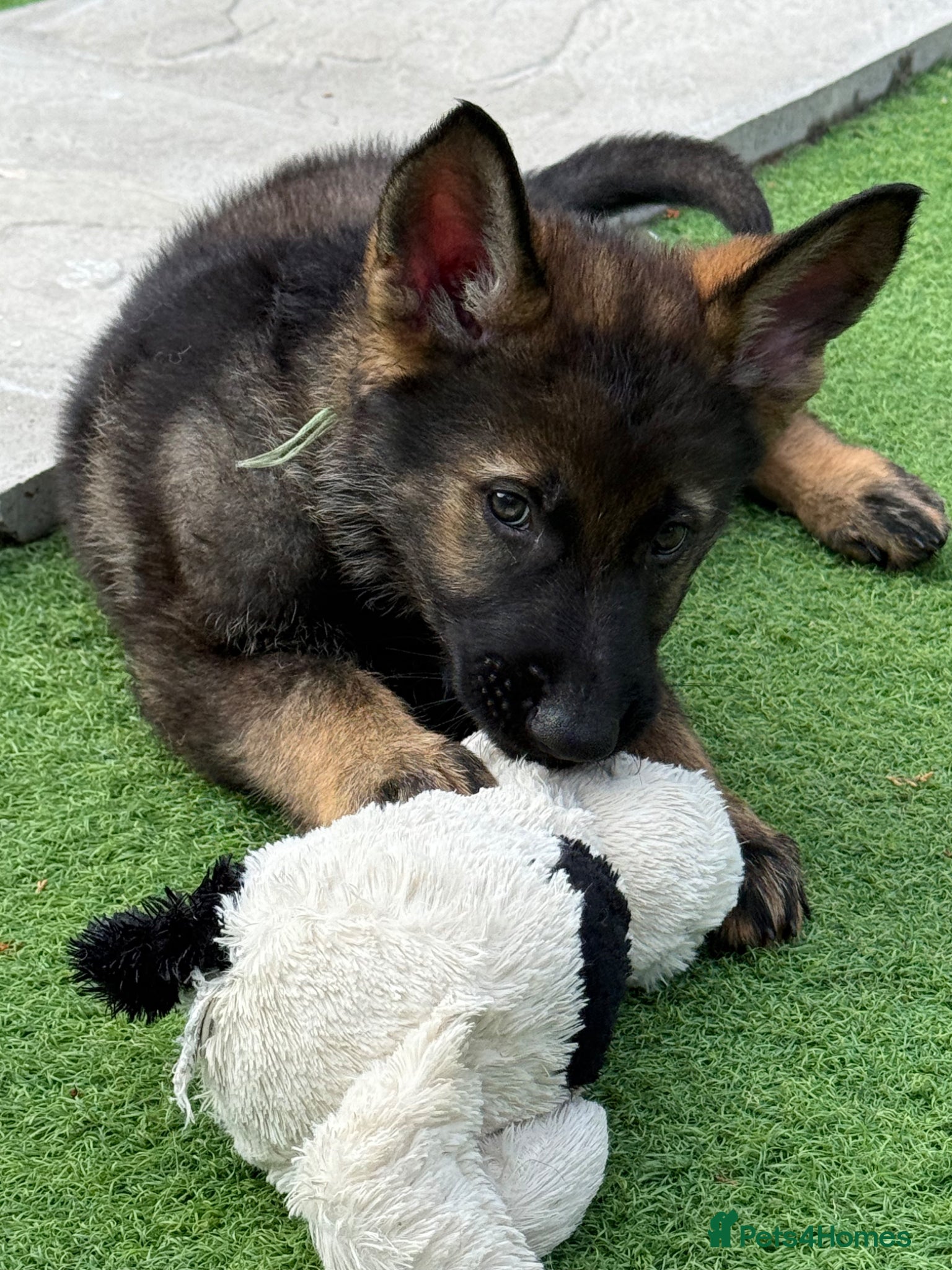 German Shepherd dogs Exceptional KC Reg Czech Working Line GSD Puppies - Advert 2