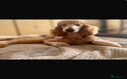 Goldendoodle dogs for sale: Golden Doodle litter  - Image 4