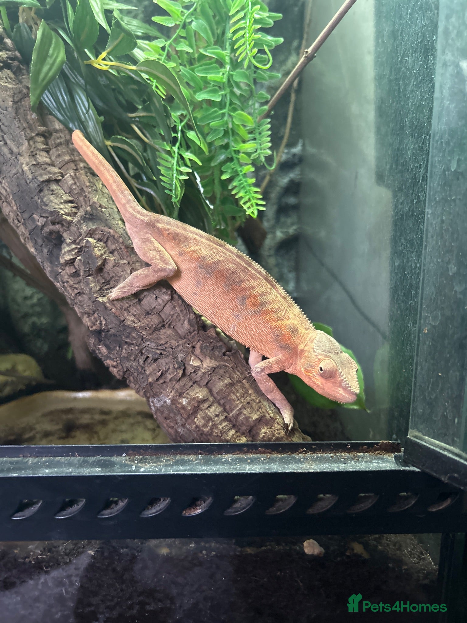 Chameleon reptiles Stunning Female Panther Chameleon  - Advert 2