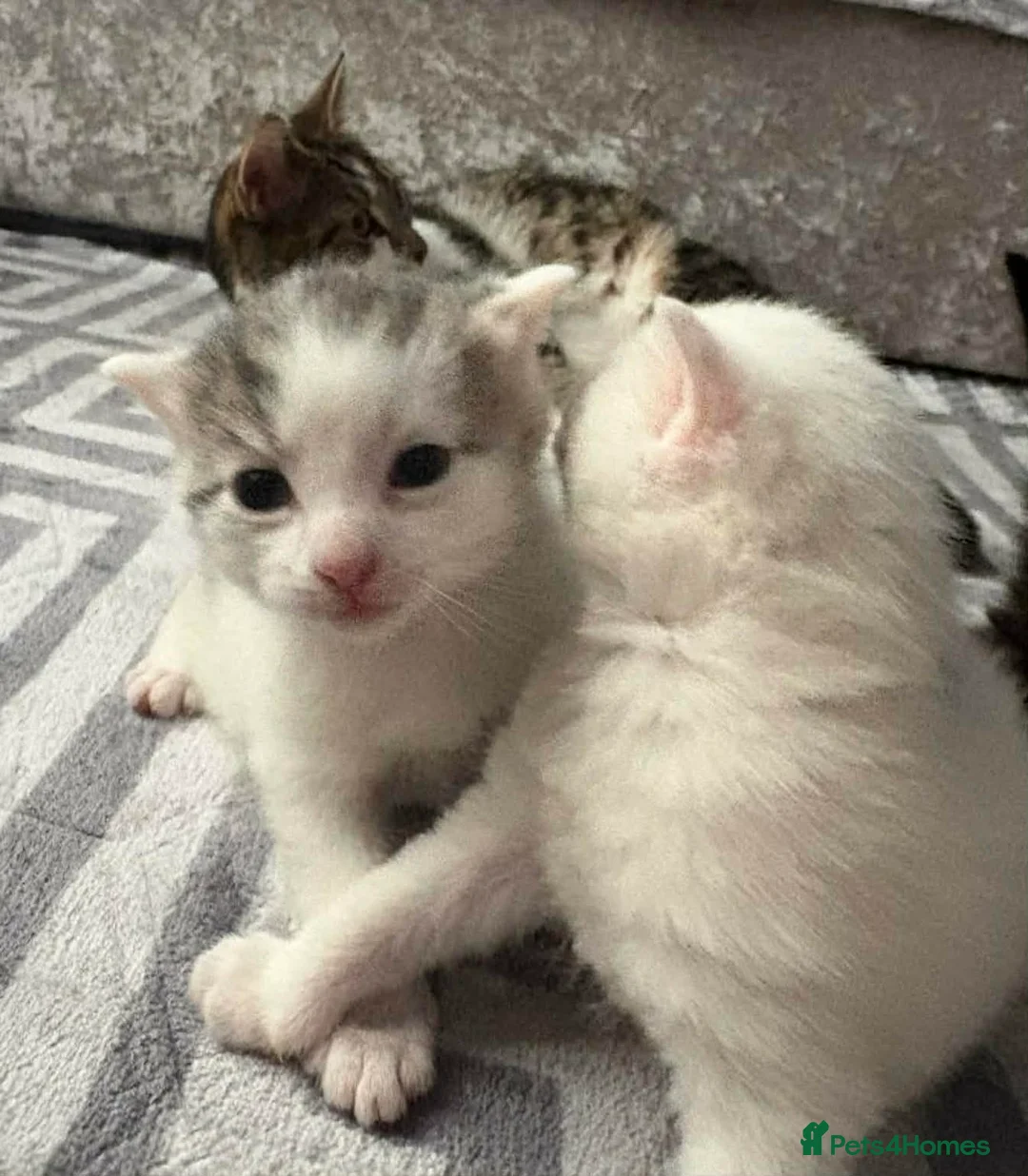 Domestic Shorthair cats for sale: For sale mum cat with kittens  in Crewe - Advert 13