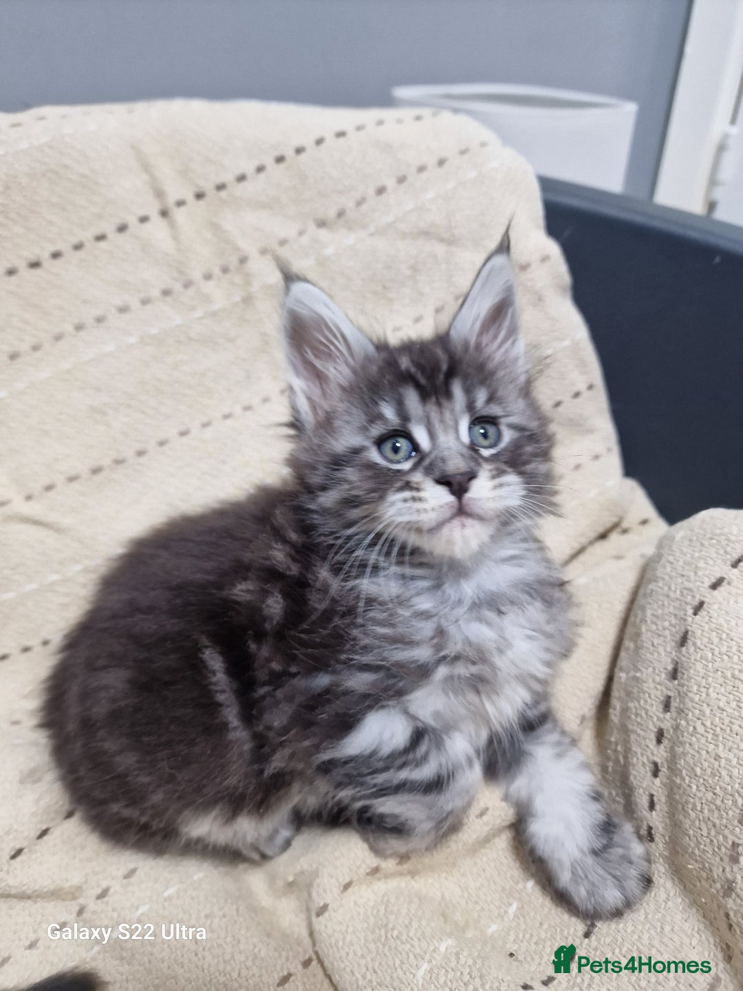 Maine Coon cats for sale: Pure Makne coon - Advert 15