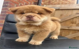 Chow Chow dogs for sale: Real life mini lion 💙🦁 - Image 3