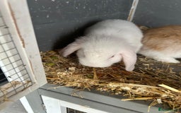 Mini Lop rabbits for sale: Mini Lop in Canvey Island - Image 3