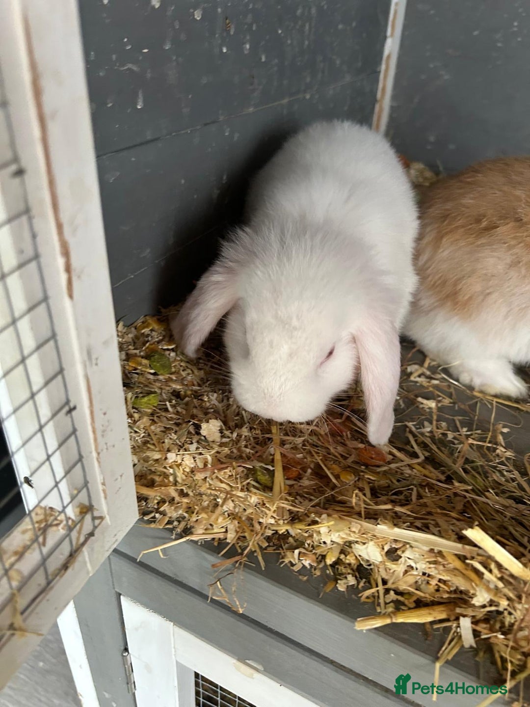 Mini Lop rabbits for sale: Mini Lop in Canvey Island - Image 3