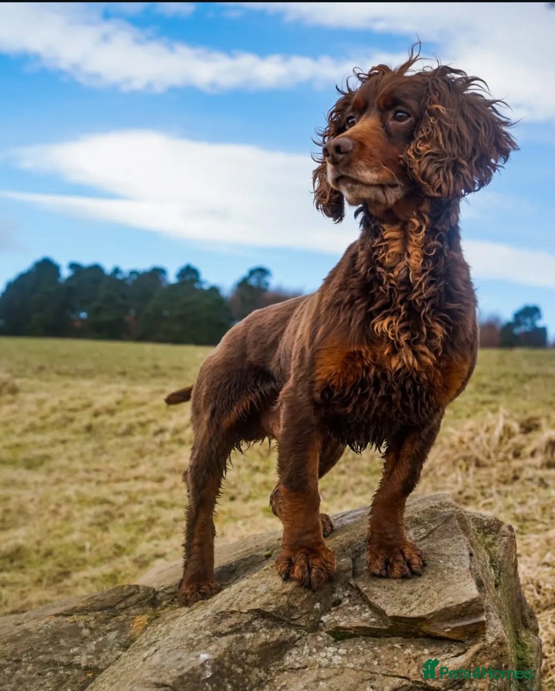 Cocker Spaniel dogs for sale: Health tested KC Registered working cocker Spaniel - Advert 7