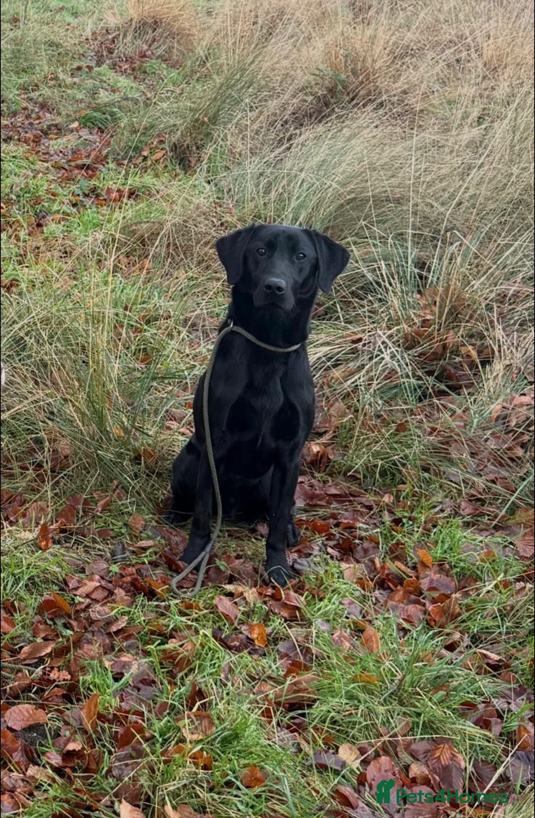 Labrador Retriever dogs for sale: Adorable Pedigree Labrador Puppies  - Advert 7