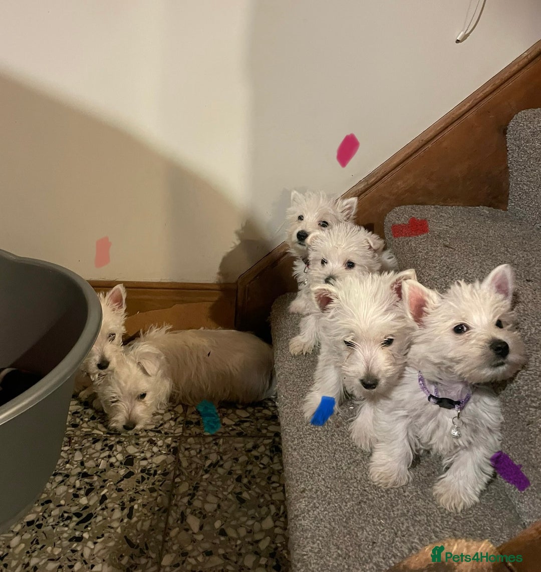 West Highland Terrier dogs for sale: Beautiful Westie puppies  - Image 6