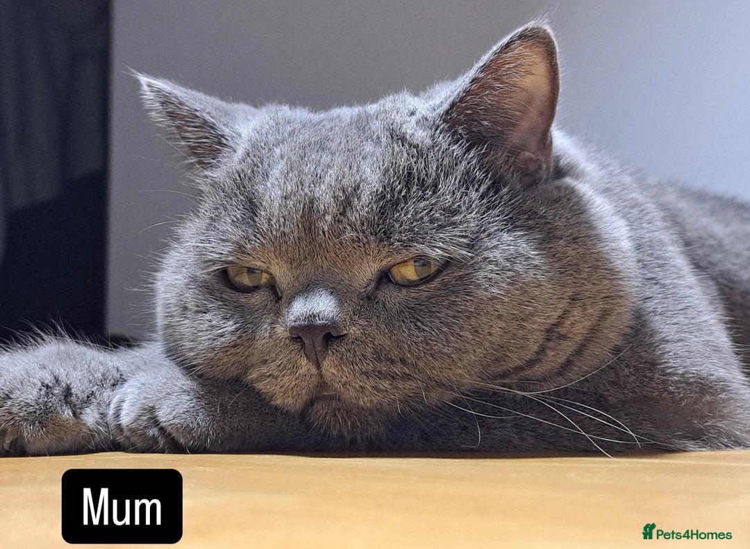 British Shorthair cats for sale: Grey British shorthair female kitten for sale. - Image 3