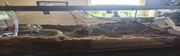 Tarantulas invertebrates for sale: 4x female adult large tarantulas  - Advert 3