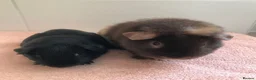 Guinea Pig rodents for sale: Retired Teddy Sow - Black Sow & Tweed Boar - Advert 7