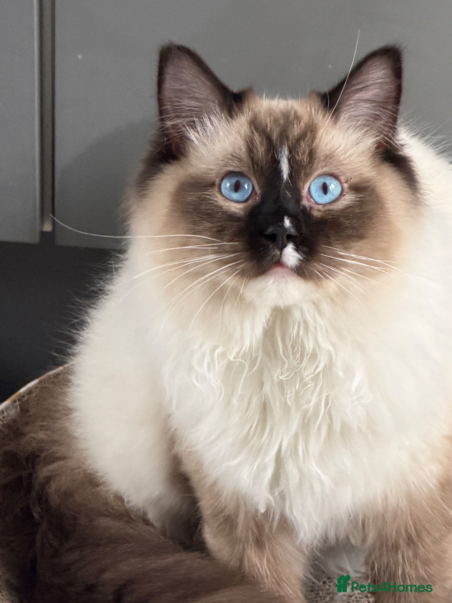 Ragdoll cats Ragdoll male kitten  - Advert 2