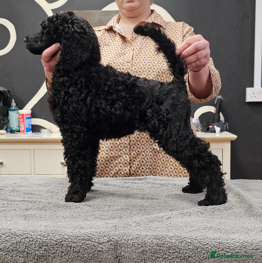 Standard Poodle dogs for sale: KC Standard poodle puppies🐩 - Advert 14