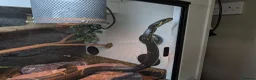 Rat Snake reptiles for sale: Russian rat snake female  in Andover - Advert 2