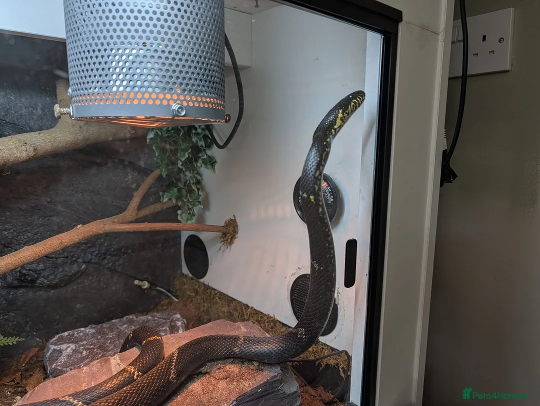 Rat Snake reptiles for sale: Russian rat snake female  in Andover - Advert 2