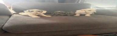 Cockapoo 8