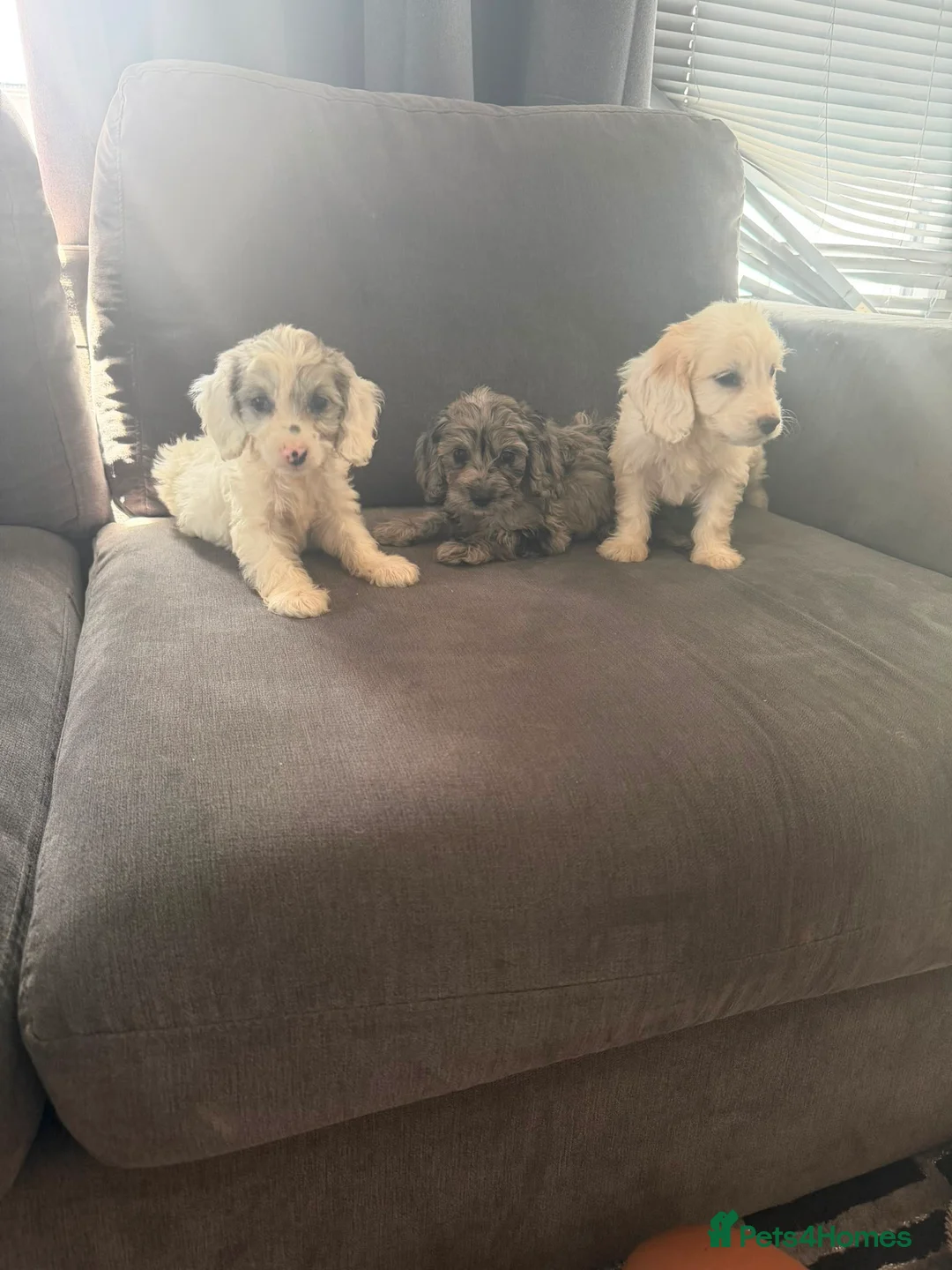 Cockapoo dogs for sale: 10 beautiful cockapoos in Wickford - Advert 1