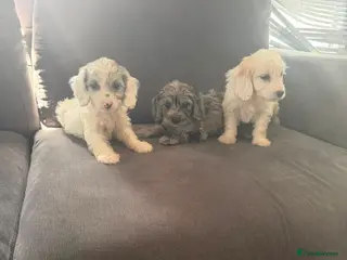 Cockapoo dogs 10 beautiful cockapoos - Advert 2