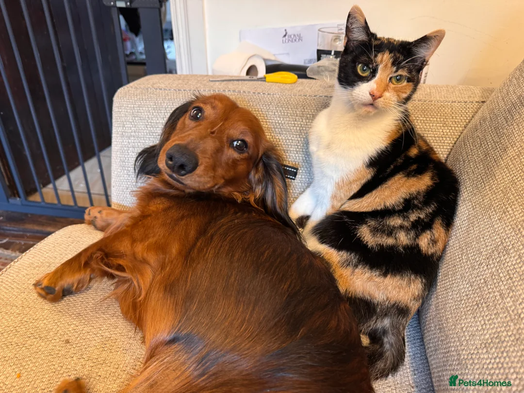 Dachshund dogs for sale: Charlie the Dachshund  - Advert 15