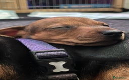 Dachshund dogs for sale: Dachshund puppies for sale - Image 17