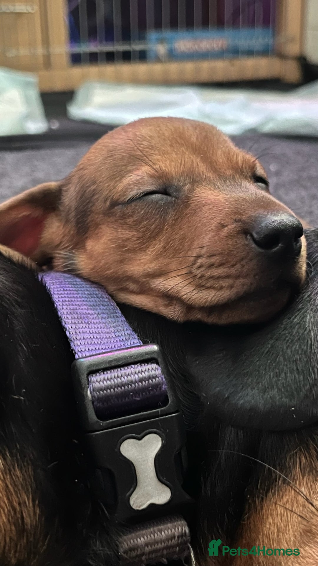 Dachshund dogs for sale: Dachshund puppies for sale - Image 17