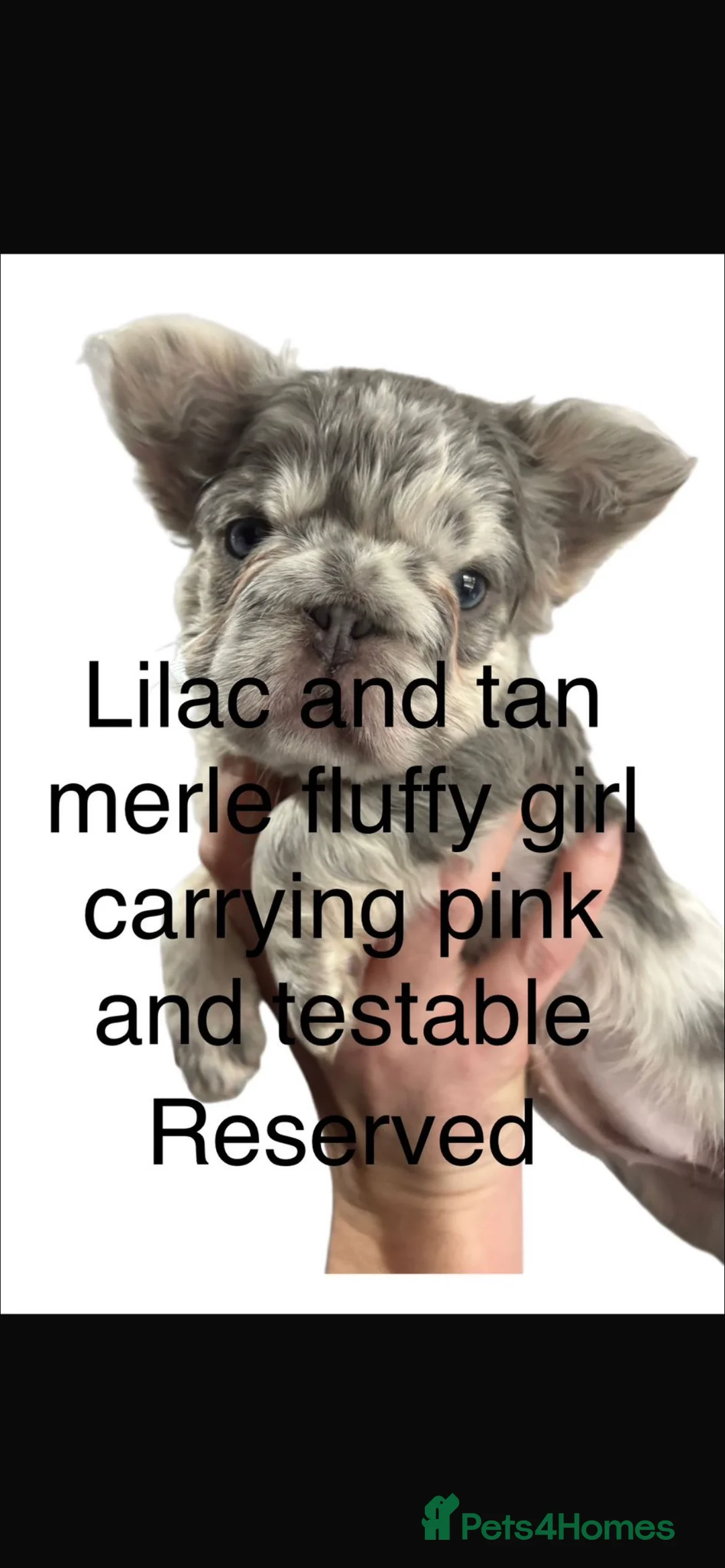 French Bulldog dogs for sale: Fluffy French bulldogs  ** s carrying pink - Advert 19