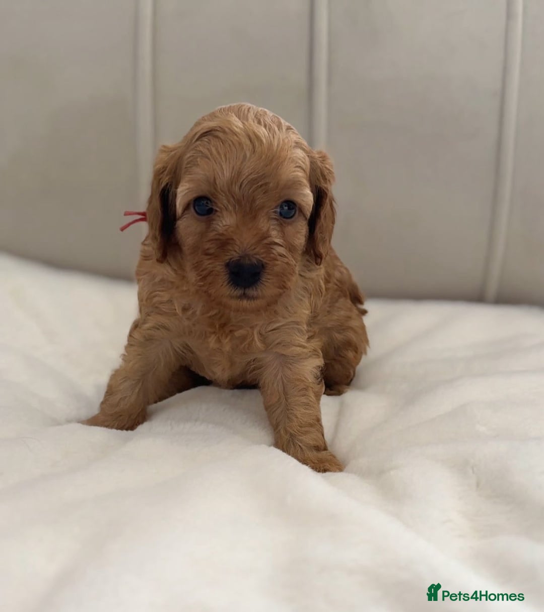 Cavapoo dogs for sale: Adorable Cavapoo Puppies Ready for Loving Homes! - Advert 4