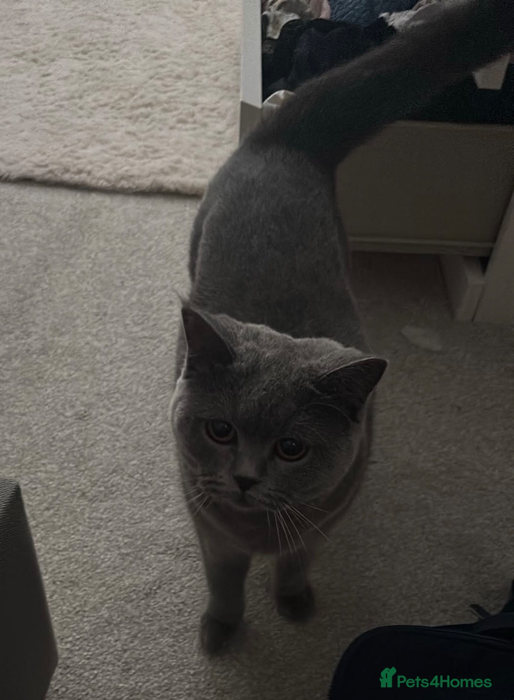 British Shorthair cats Female Pure British Blue  - Advert 5
