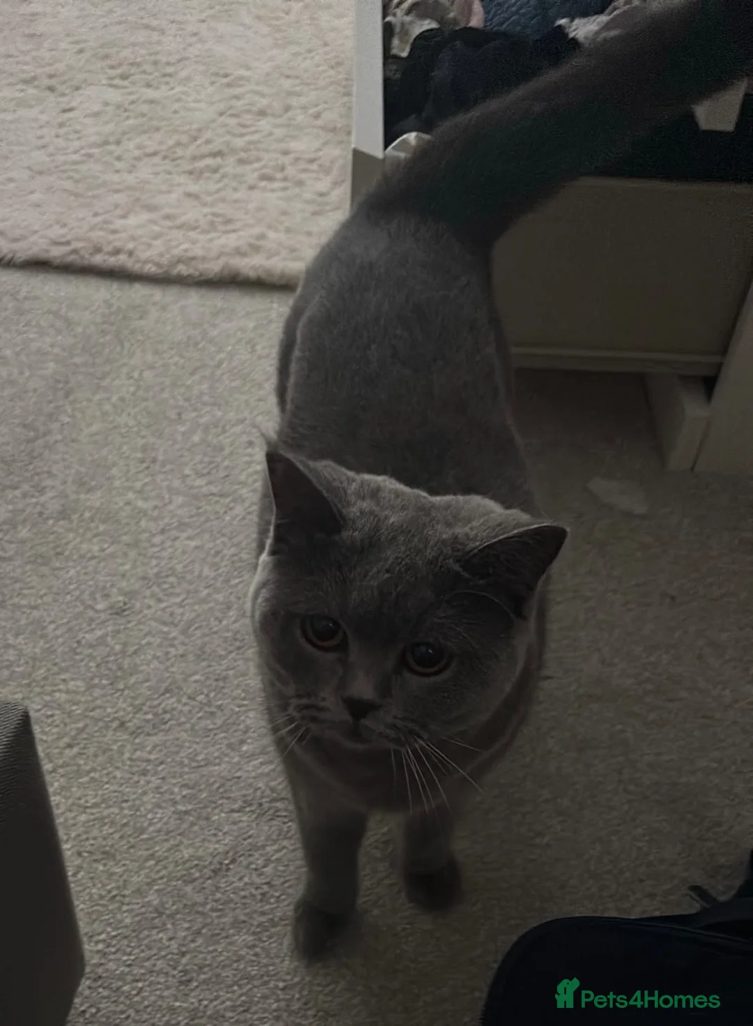 British Shorthair cats for sale: Female Pure British Blue  - Advert 1