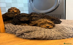 Cockapoo dogs for sale: LOVELY HEALTH TESTED F1 COCKERPOOS - Image 2