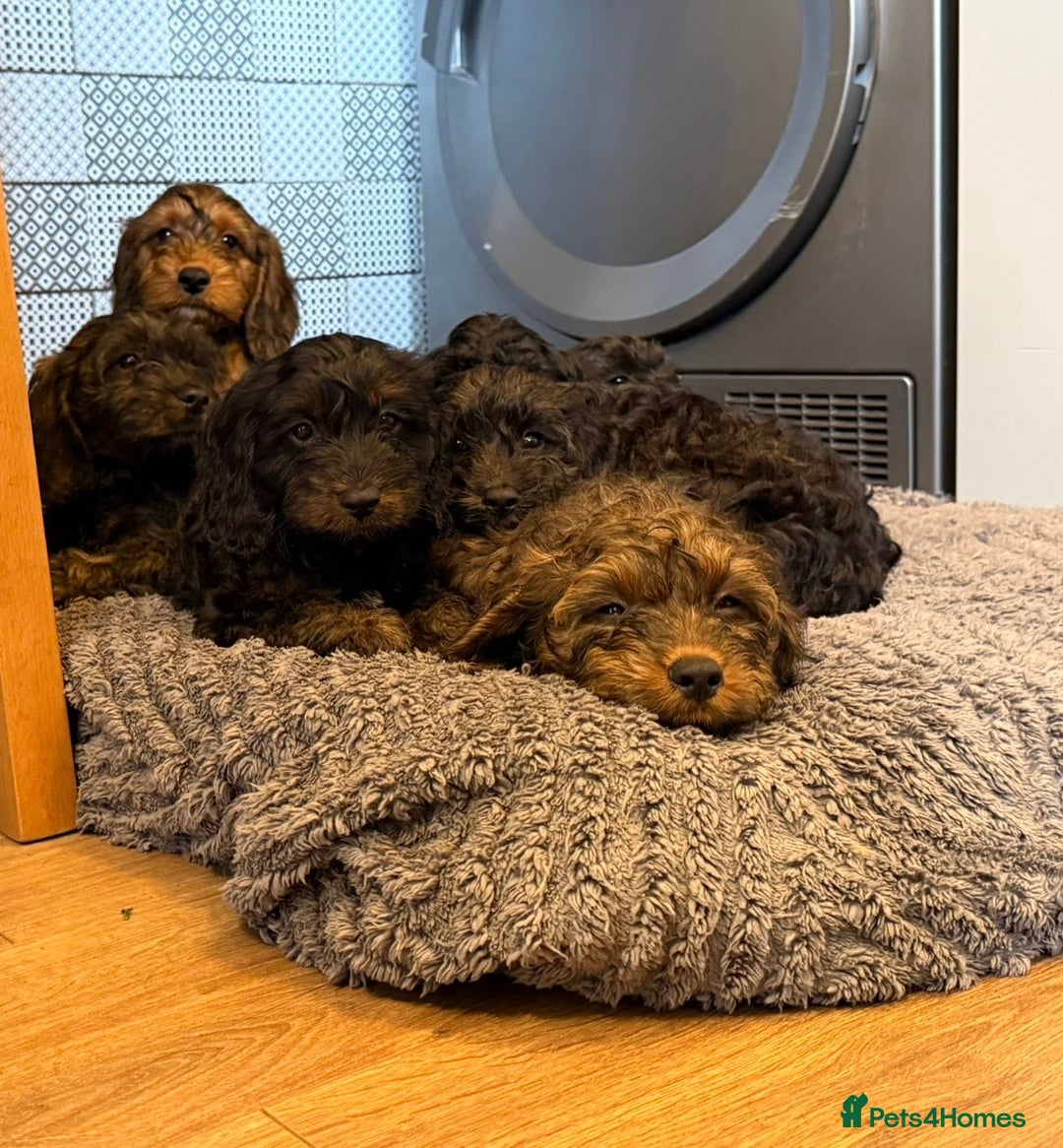 Cockapoo dogs for sale: LOVELY HEALTH TESTED F1 COCKERPOOS - Image 2