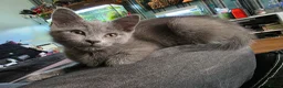 Mixed Breed cats for sale: Last 3/4 persian kittens ready now - Advert 11