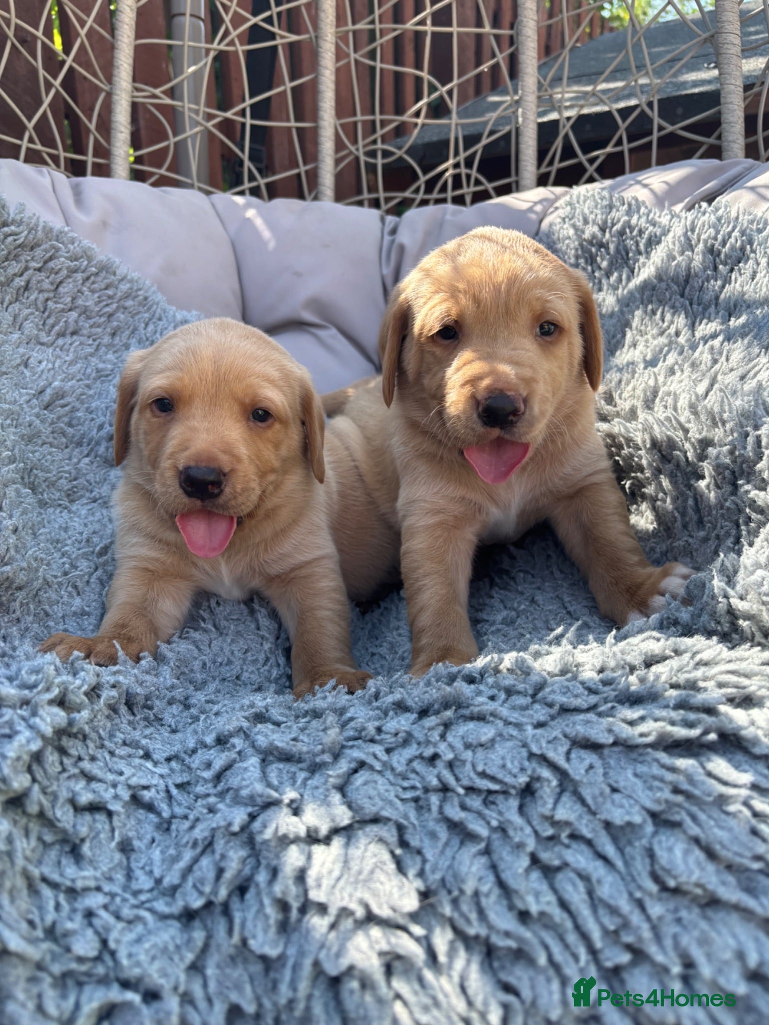 Labrador Retriever dogs Gorgeous KC Registered Labrador puppies  - Advert 13