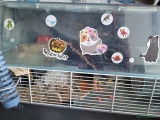 Hamster rodents Russian Dwarf Hamster - Advert 1