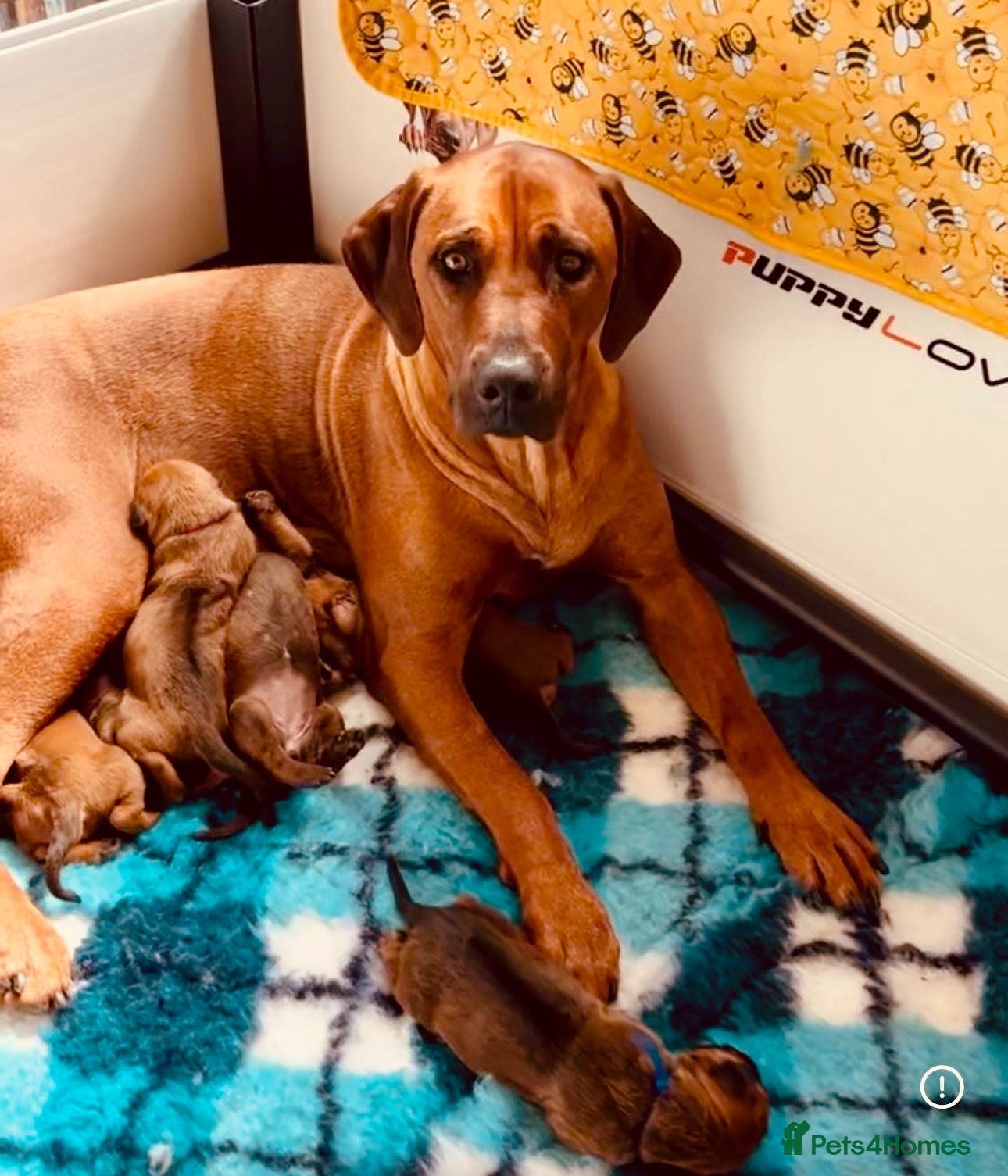 Rhodesian Ridgeback dogs 5 Star Council Registered Breeder M022667 - Advert 1