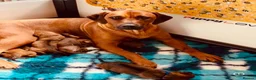 Rhodesian Ridgeback dogs for sale: 5 Star Council Registered Breeder M022667 - Advert 1
