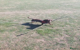 Dachshund dogs for stud: Standard smooth coat chocolate and tan dachshund - Image 9