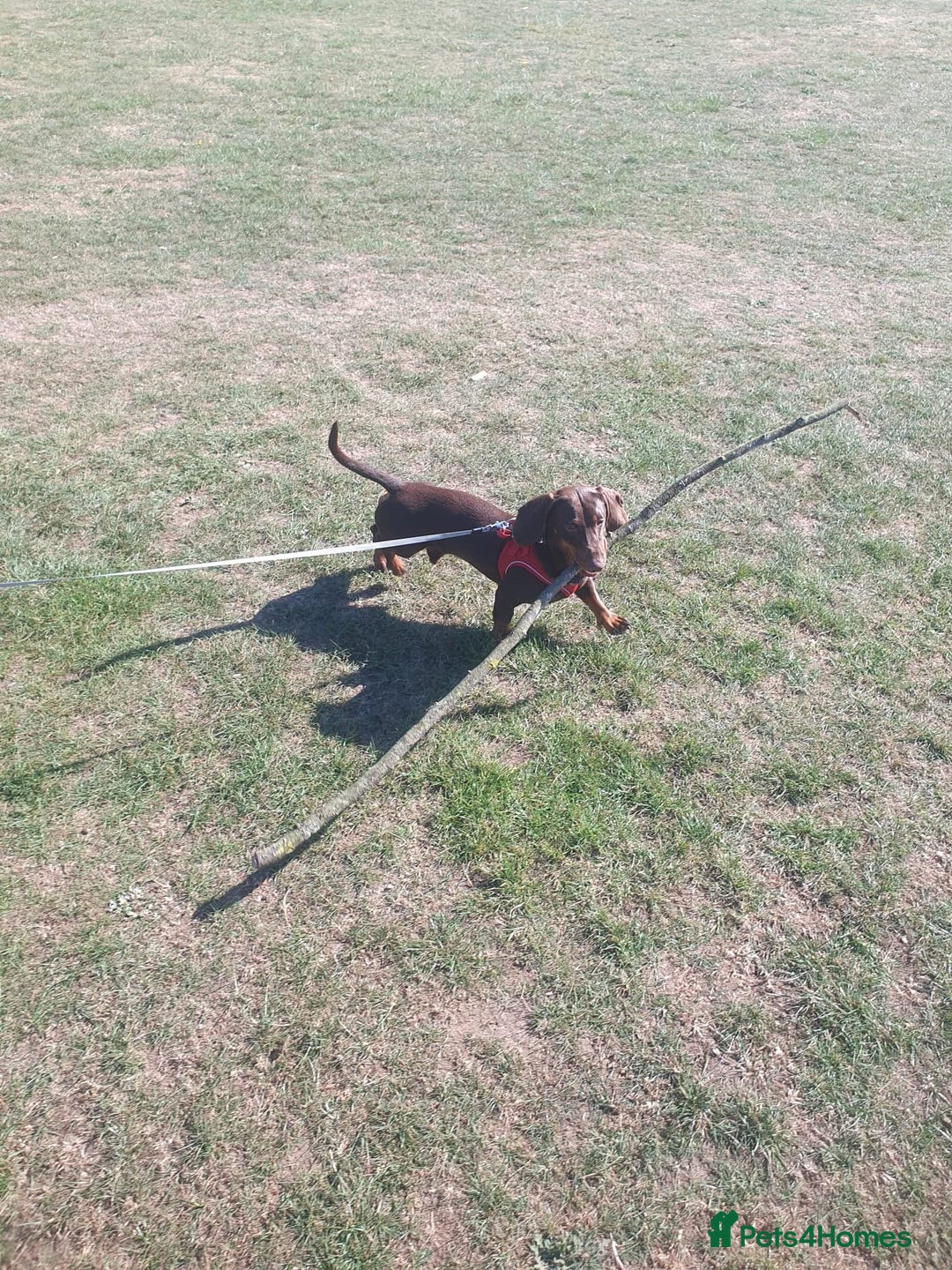 Dachshund dogs for stud: Standard smooth coat chocolate and tan dachshund - Image 9