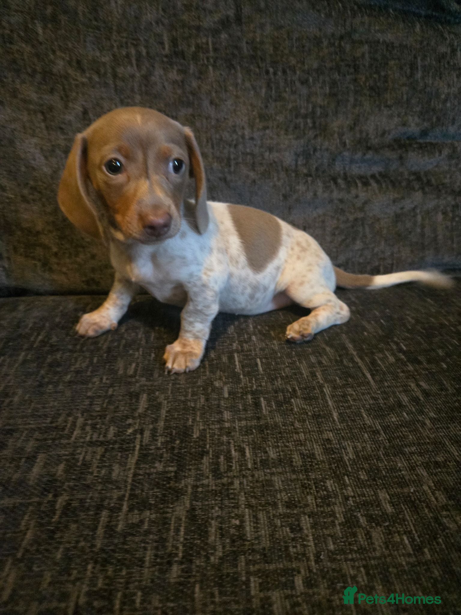 Miniature Dachshund dogs ONE FEMALE miniature Dachshund puppy - Advert 1