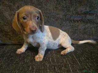 Miniature Dachshund dogs ONE FEMALE miniature Dachshund puppy - Advert 1