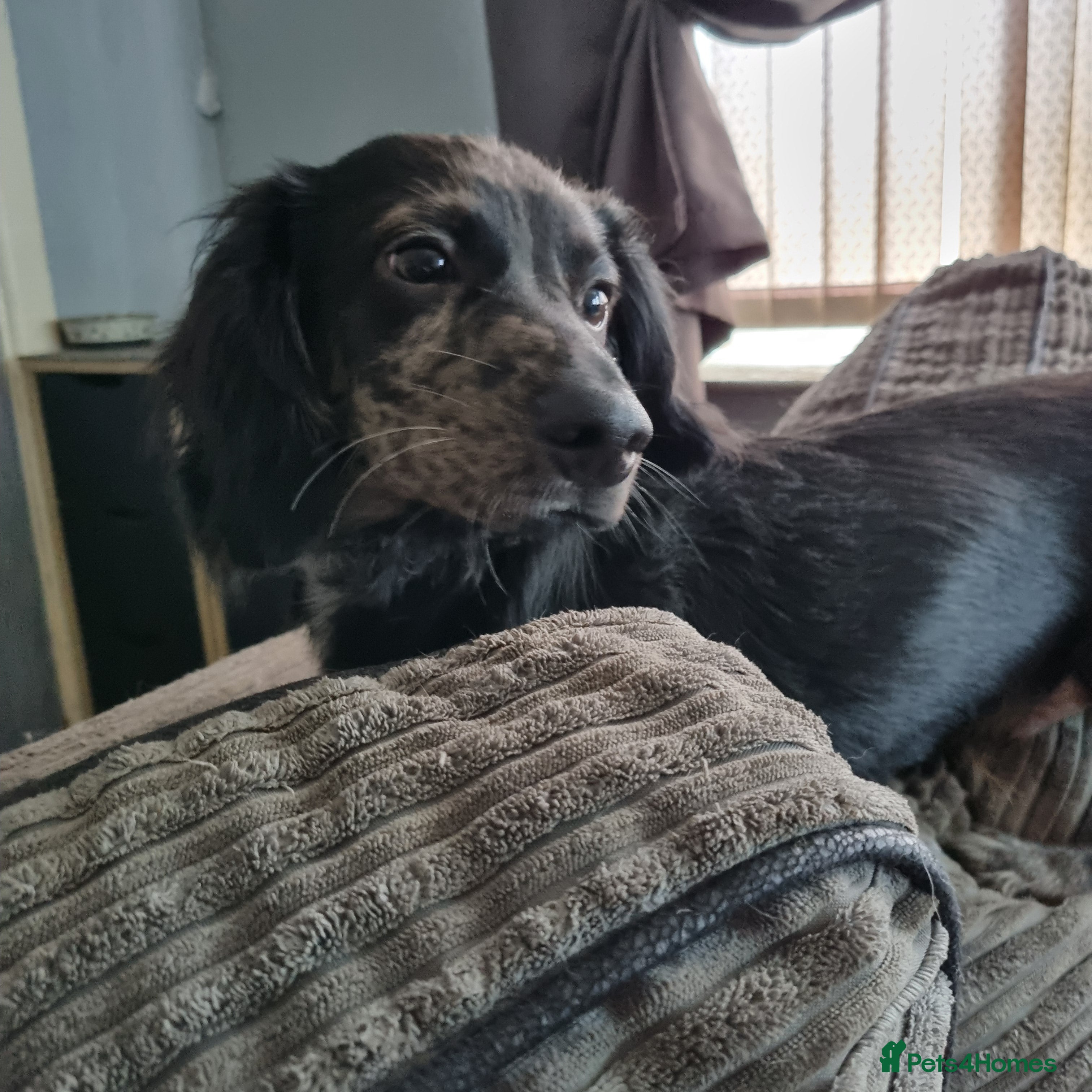 Mixed Breed dogs Docker  - Advert 8